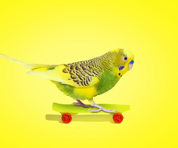 טריקים לתוכי